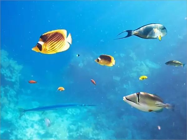 Different tropical fish on a coral reef in the Red Sea