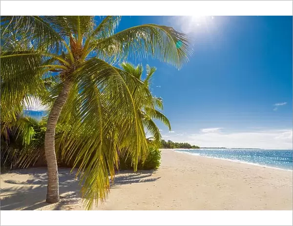 Beautiful beach background sun rays and palm trees on sandy beach