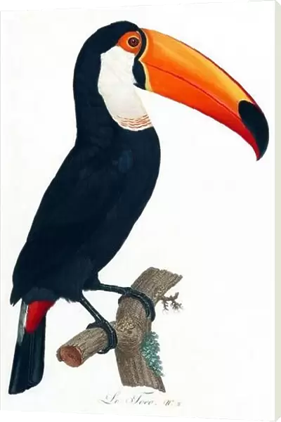 South & Central America: Toco Toucan. Painting from Natural History of Birds of Paradise and Rollers