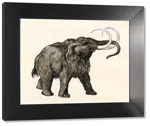 Wooly mammoth. Hand-colored woodcut