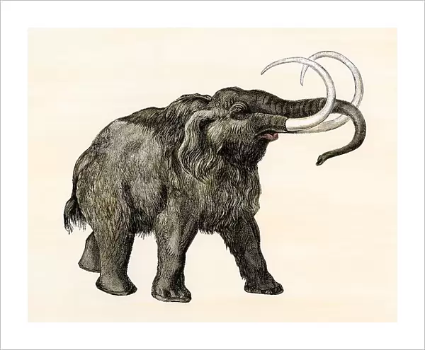 Wooly mammoth. Hand-colored woodcut