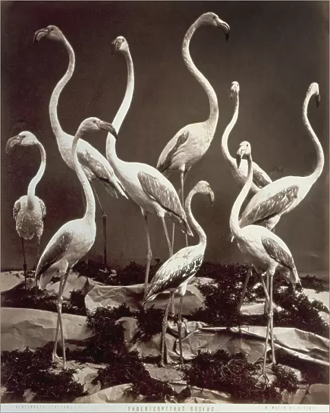 Group of stuffed flamingos (phoenicopterus roseus) on display at the Museum of Natural History La Specola in Florence