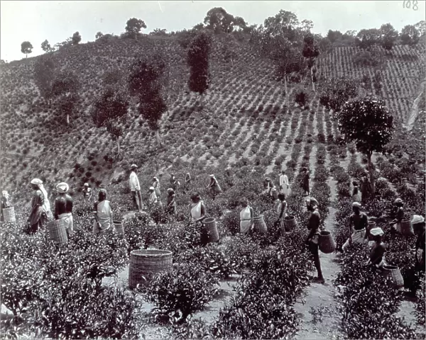 Numerous indian men and women picking tea in a plantation in Kandy (Sri Lanka). The tea harvesters are carrying wicker baskets on their backs