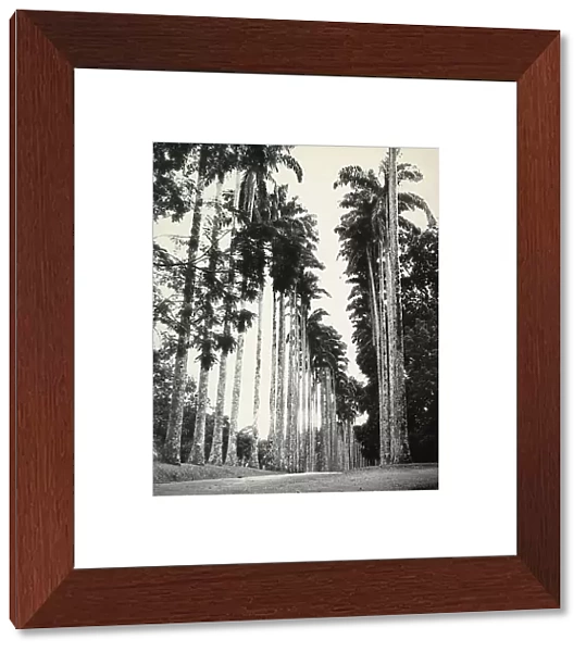 Path with palm trees in the Kandy Botanic Garden in the isle of Ceylon (Sri Lanka)