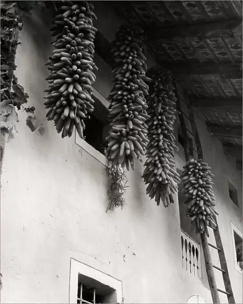 'In Solvenia'. Corn cobs hung in front of a house with a ladder leaning against it