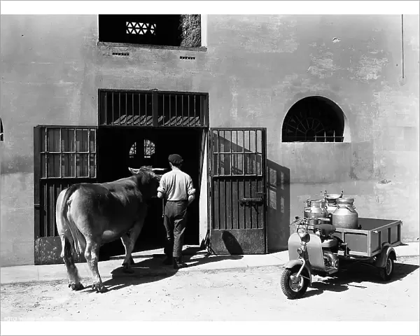 A man brings a cow back to the stable. A scooter with a trailer for transporting milk bottles is parked outside the stable