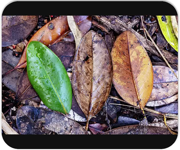 Three colorful leaves on floor