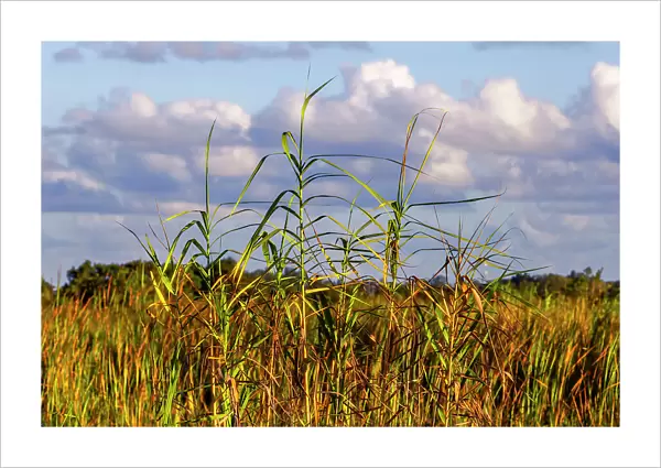 Landscape of tall grass and clouds
