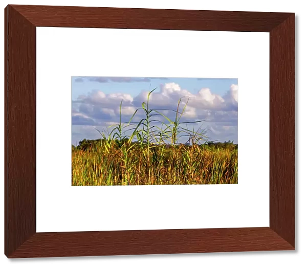 Landscape of tall grass and clouds