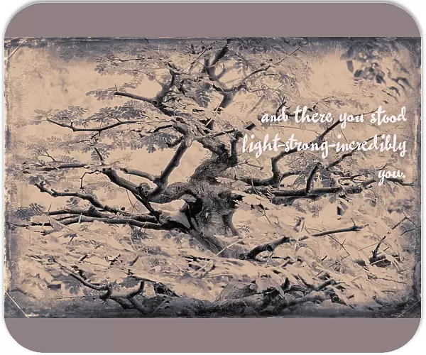Abstract of tree branches with inspiring message