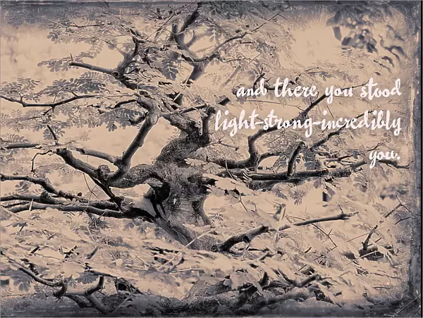 Abstract of tree branches with inspiring message