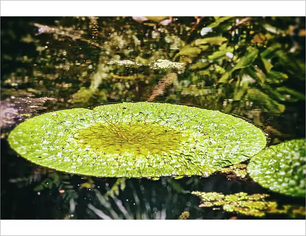 Giant lily pad