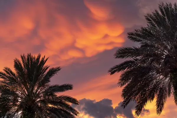 Palm trees with dramatic sky