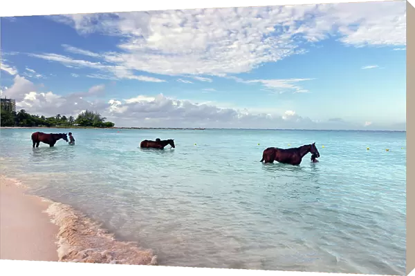 Barbados, Pebbles Beach, wild horses in water