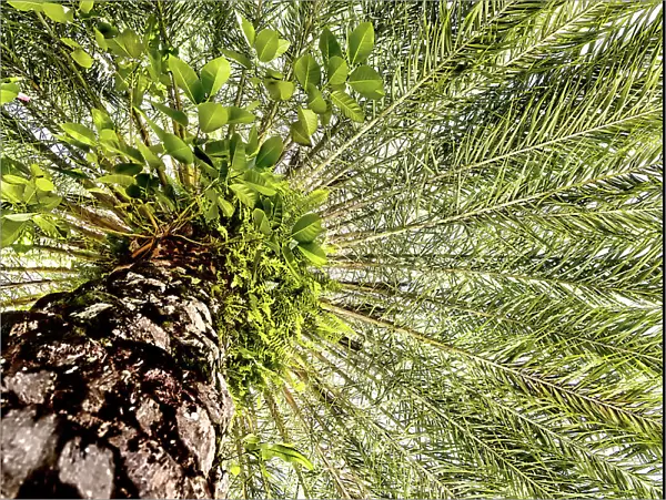 View under palm tree
