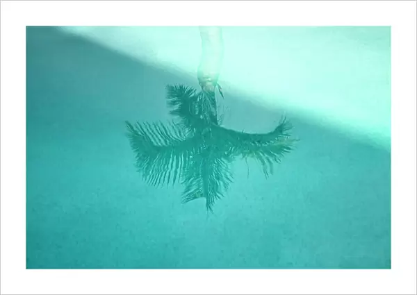 Reflection of palm tree in aquamarine pool water