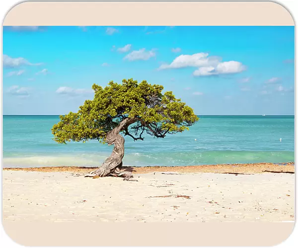Aruba, Eagle beach famous Fofoti tree