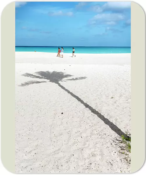Aruba, Eagle beach Palm tree shadow on sandy beach