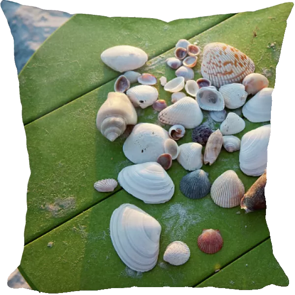 Florida, Saint Petersburg Beach, shells on table