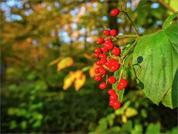 New York, Autumn Scene with Red Wild Hawthorn Berries