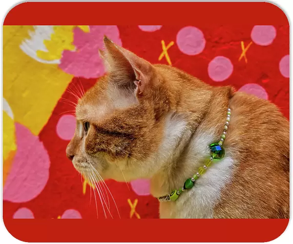Cat wearing Jewelry