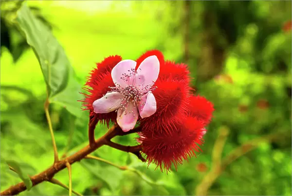 Achiote flower and fruit