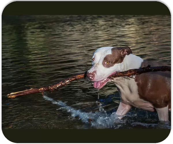 Pit-bull Dog Playing with stick