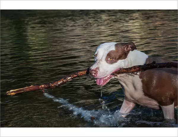 Pit-bull Dog Playing with stick