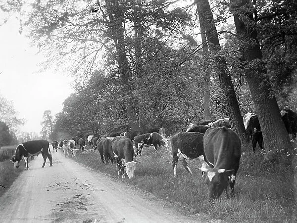 Cattle grazing the verge MCF01_02_0628