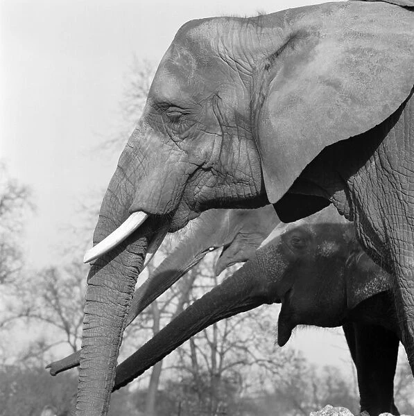Elephants a098698