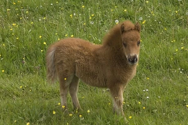 Shetland pony DP049445
