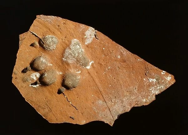 Tile fragment with dogs paw print K010328