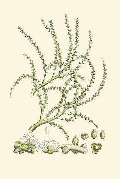 Ptychosperma elegans, 1823-53