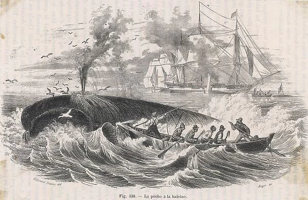 19th Century Whaling