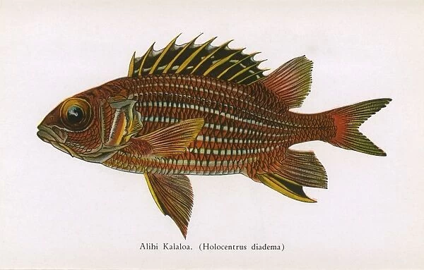 Alihi Kalaloa, Fishes of Hawaii