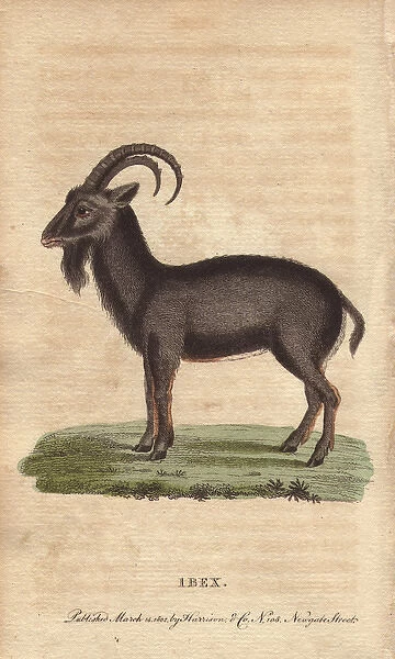 Alpine ibex, Capra ibex