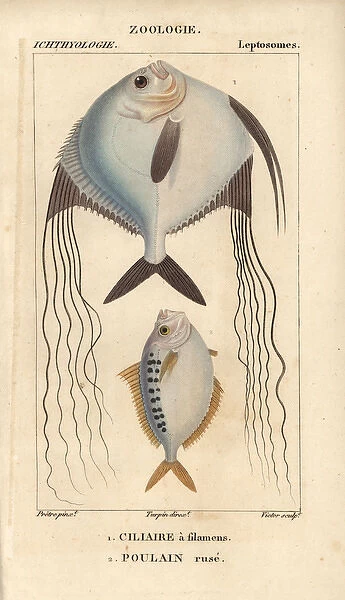 Angelfish? and ponyfish, Leiognathus equulus?