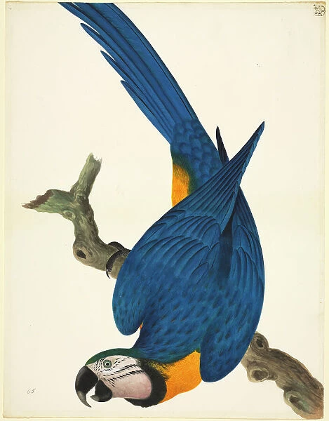 Ara ararauna, blue-and-yellow macaw