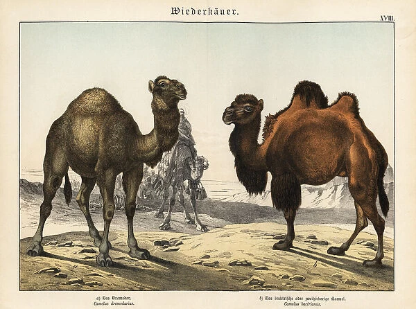 Arabian camel and critically endangered Bactrian camel
