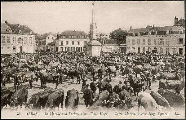 Arras Cattle Market 1905