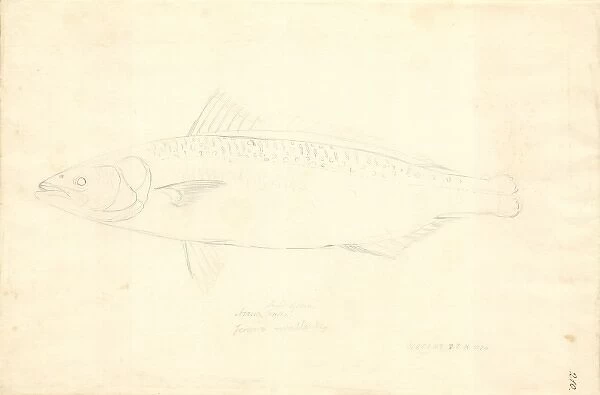 Arripis trutta, eastern Australian salmon