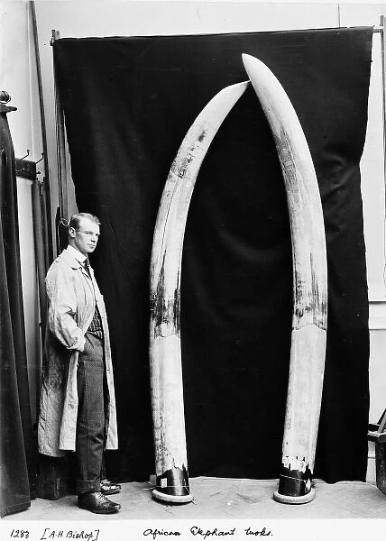 Augustus H. Bishop with elephant tusks, May 1912