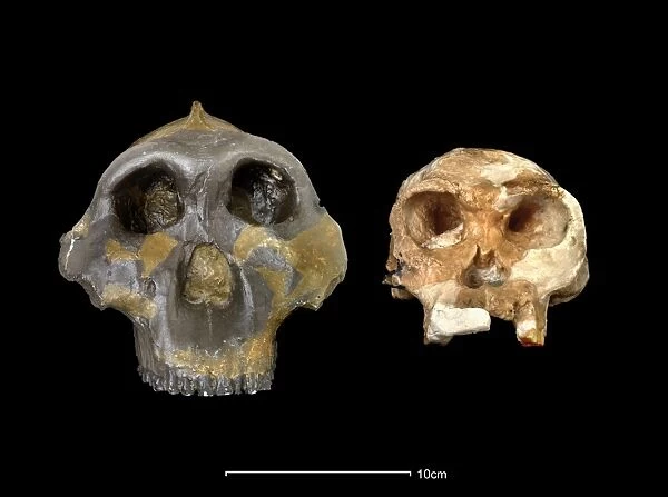 Australopithecus boisei (OH5) & Homo habilis (OH24) crania