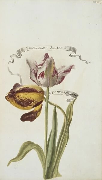 Beauregard Admiral and B met De Breeboort, tulips