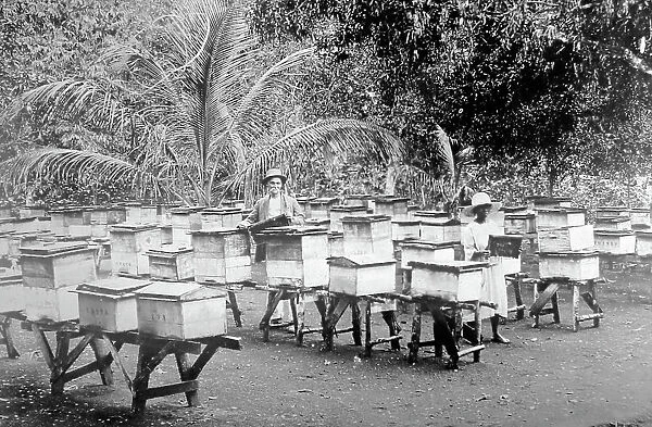 Bee hives, Mandeville, Jamaica