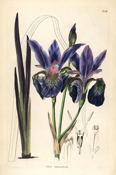 Blood iris, Iris sanguinea