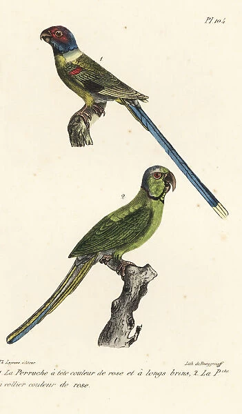 Blossom-headed parakeet and rose-ringed parakeet