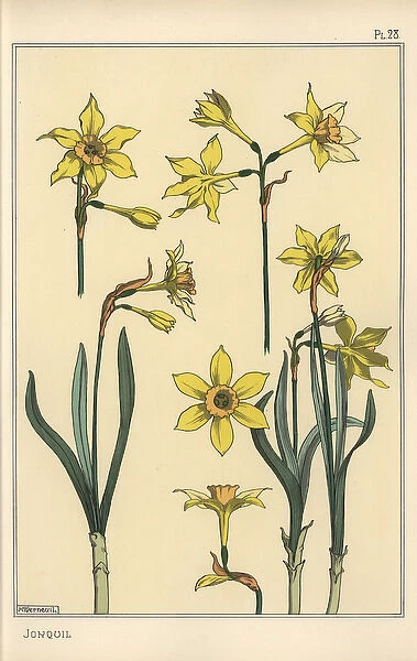 Botanical illustration of the jonquil, Narcissus