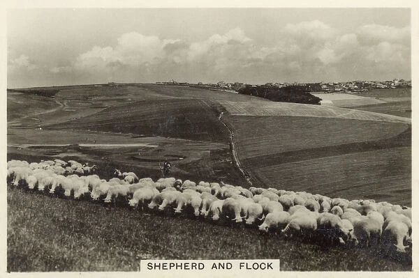 British Countryside - A Shepherd and his flock of sheep
