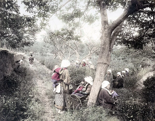 c. 1880s Japan - farm workers picking tea